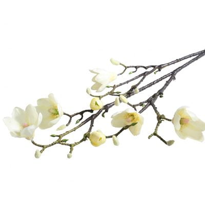 Magnolia Branch Cream