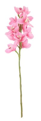 Tintagel Cymbidium Orchid Pink