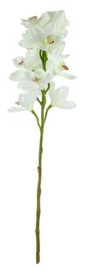 Tintagel Cymbidium Orchid White