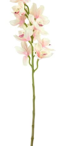 Tintagel Cymbidium Orchid Light Pink