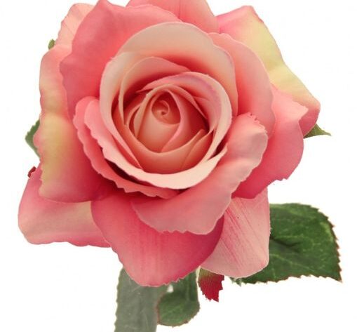 Rose Fuchsia