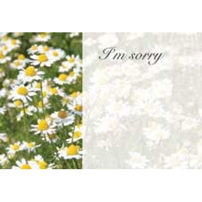 Im Sorry Daisies Greeting Card (x50)